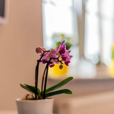 Victus Apartament Ola